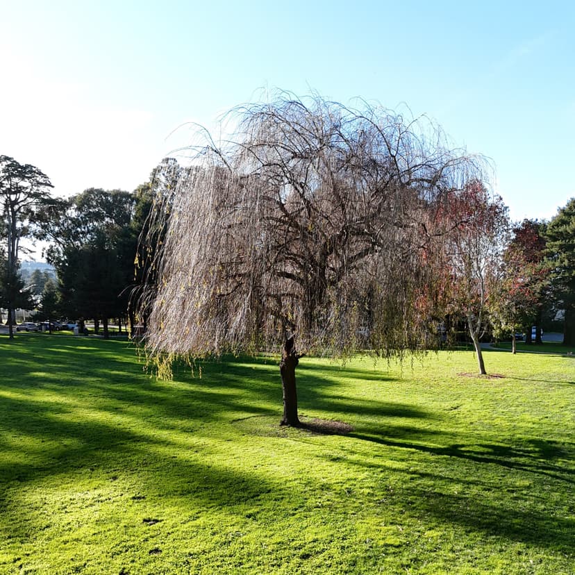 Gallery Image 9